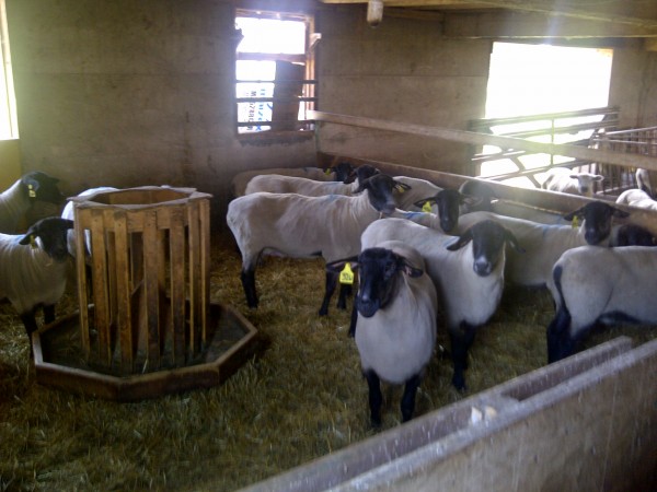 We ended up AIing all 14 ewes selected and had no problems. We have averaged 60-70% conception in the past when we have AIed Dorsets and Texels. a